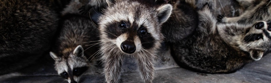 Raccoon City Discord Server Banner