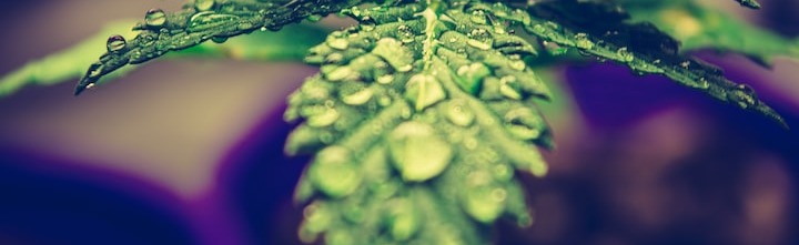 Puff Puff Pass Discord Server Banner