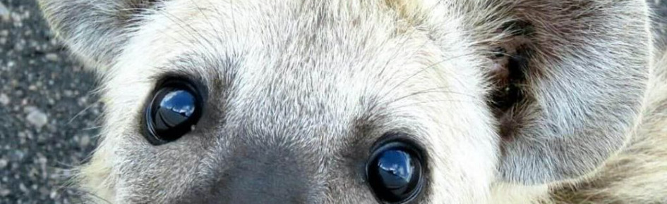 Wonderful Furry Land Discord Server Banner