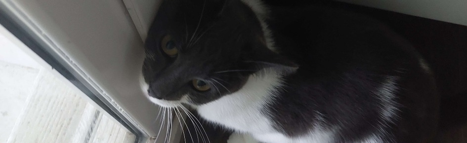 tyler secret summit Discord Server Banner