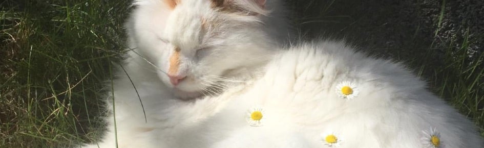 Nibbler's Cottage Discord Server Banner