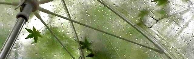 LOST FOREST Discord Server Banner