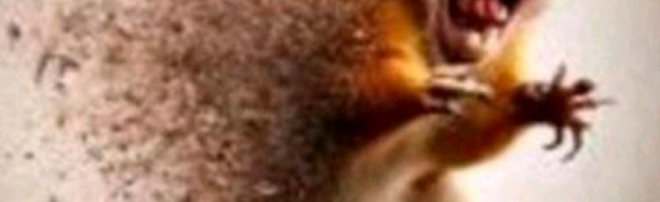 Snake eaters Discord Server Banner