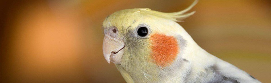 Parrotopia Discord Server Banner