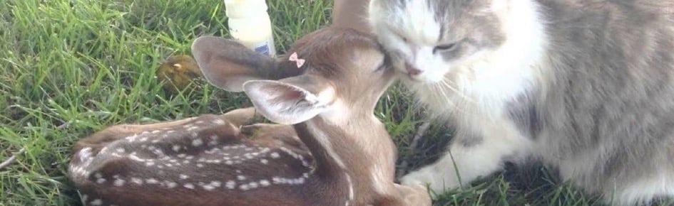 fawn ♡ Discord Server Banner