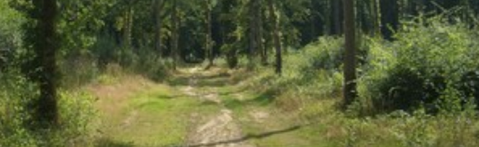 The Omegaverse Discord Server Banner