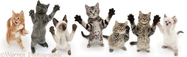 Frozen lilies Discord Server Banner