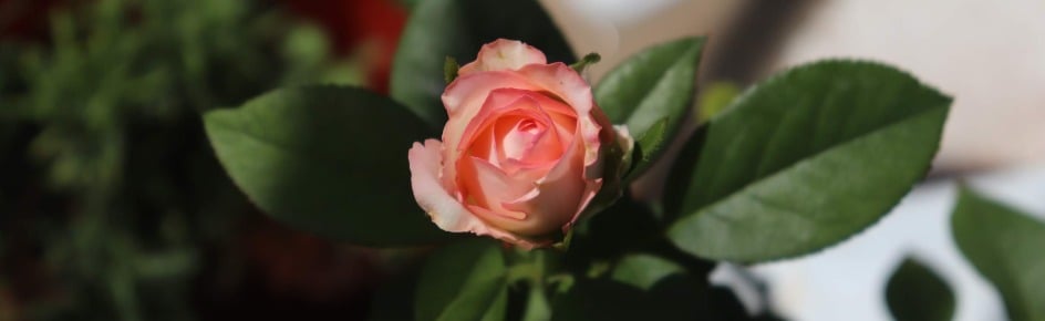 Sakthivel Organics Discord Server Banner