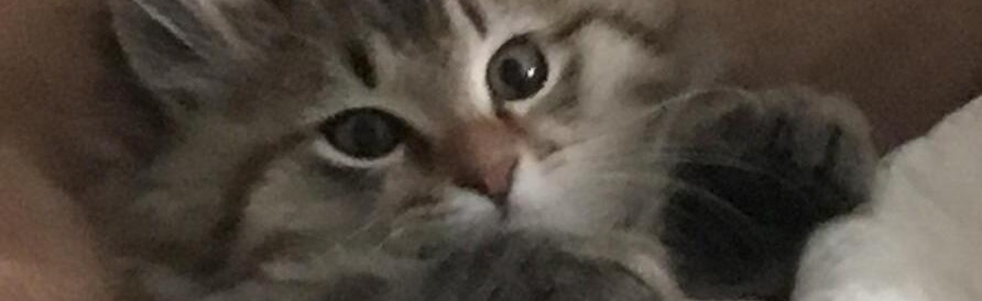 Cat Emotes Discord Server Banner