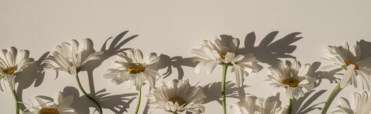 hayley's nudes store 🌸🎀 Discord Server Banner