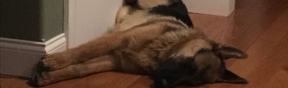 The Kennels Discord Server Banner