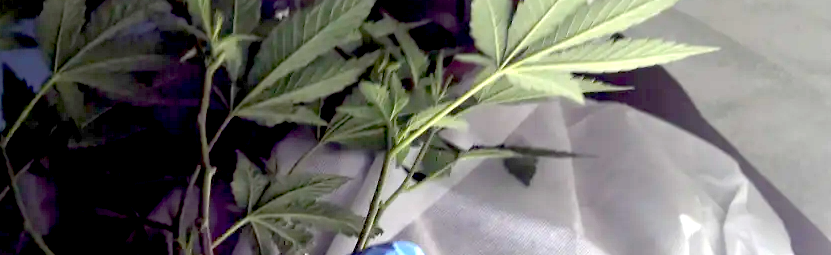 Thrive Hive Discord Server Banner