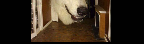 Kelopyy Community Discord Server Banner