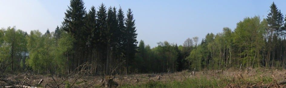 The Trail Discord Server Banner