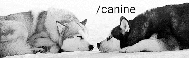 /canine Discord Server Banner