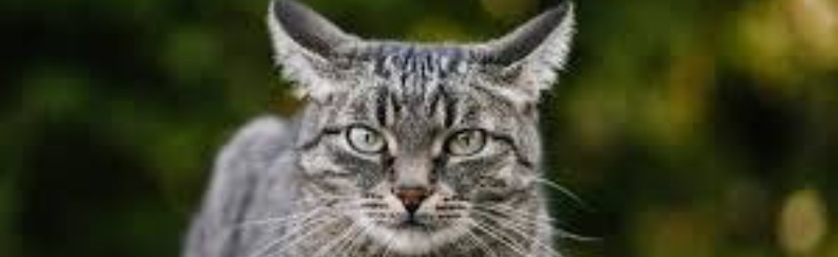 CAT PICTURES Discord Server Banner