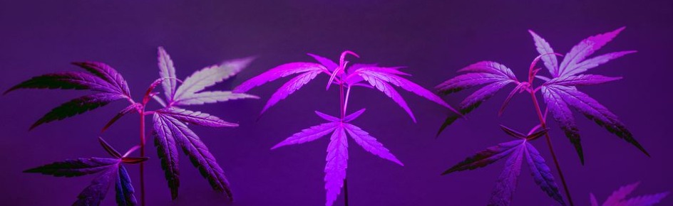 The Bud Basket Discord Server Banner