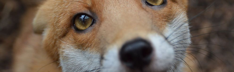 Hangout :3 Discord Server Banner