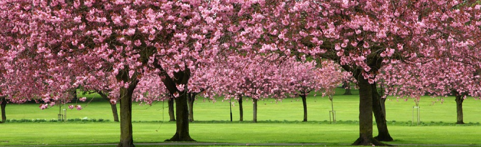 jardim dos amigos Discord Server Banner