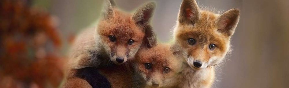 serv de Raudeur Joyeux Discord Server Banner