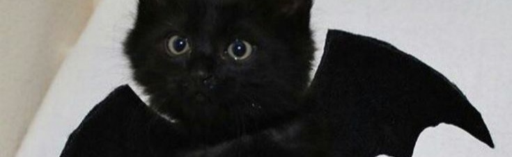 solace szn Discord Server Banner