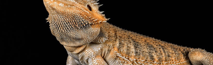 Adults with autism Discord Server Banner