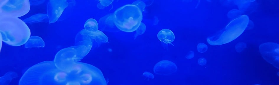 Ascendency Discord Server Banner