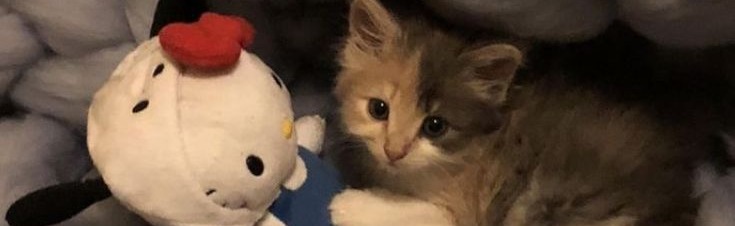 vui Discord Server Banner