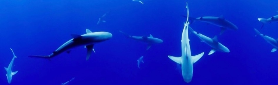 AEGIS AoE 2 Discord Server Banner