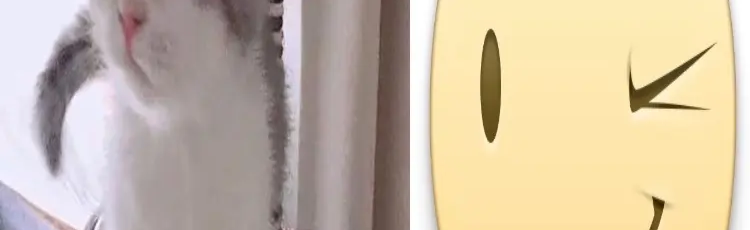 Buyers Paradise :33 Discord Server Banner