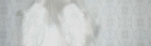 pawcify Discord Server Banner