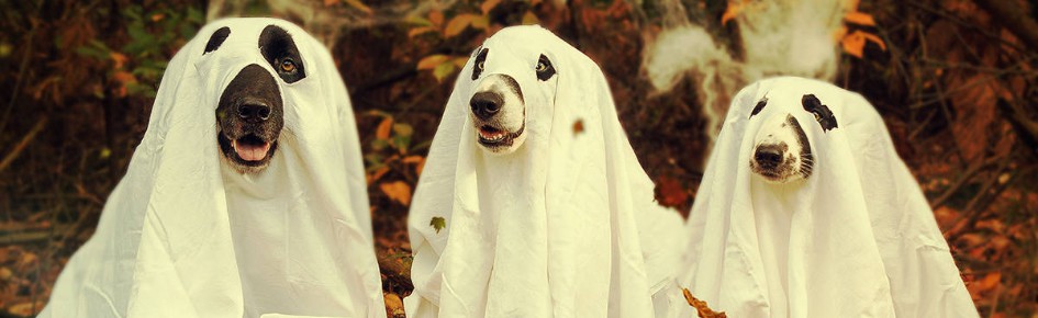 Halloween Harbingers Discord Server Banner