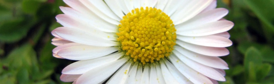 Grace's Haven Discord Server Banner