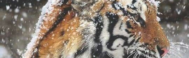 💧Raindrop Realms💧 Discord Server Banner