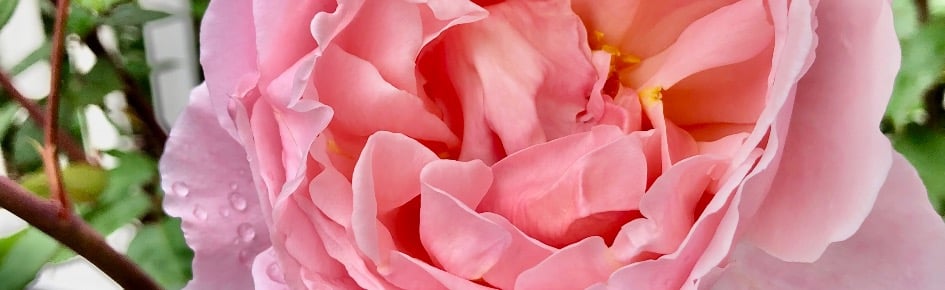 Efflorescence ✨🌿🌹 Discord Server Banner