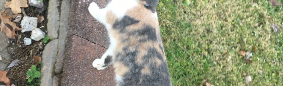 Safe for work Discord Server Banner