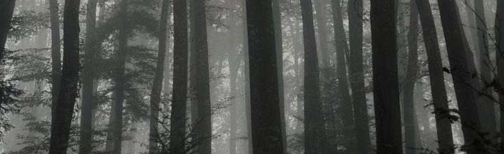 ♰The deep woods♰ Discord Server Banner