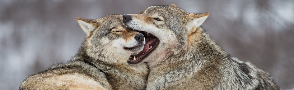 Wolf Pack Discord Server Banner