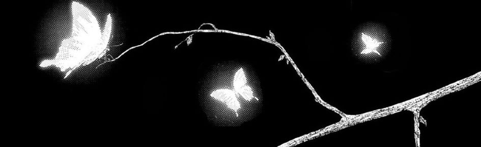 ? ? Terra ? ? Discord Server Banner