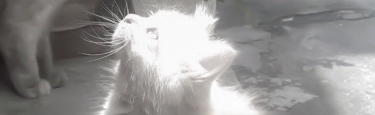 /exhausted ! Discord Server Banner