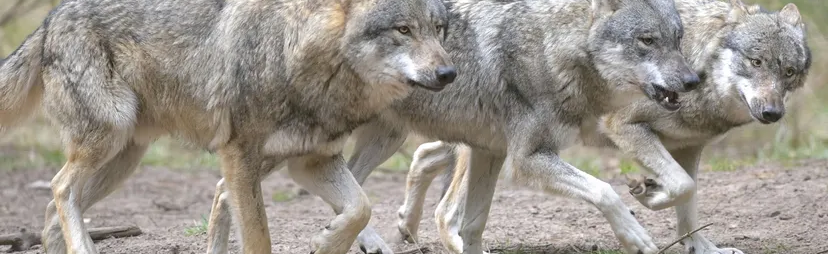 Dýr Ljúfr (Beast Beloved) Discord Server Banner