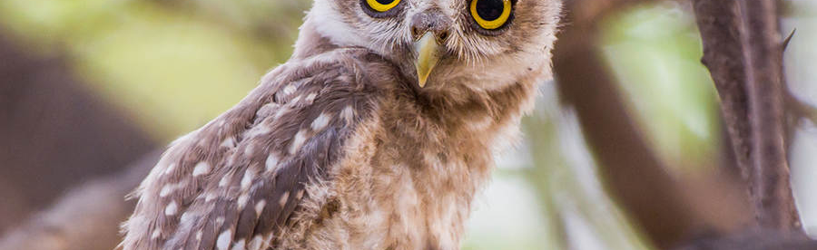 OwL House Discord Server Banner