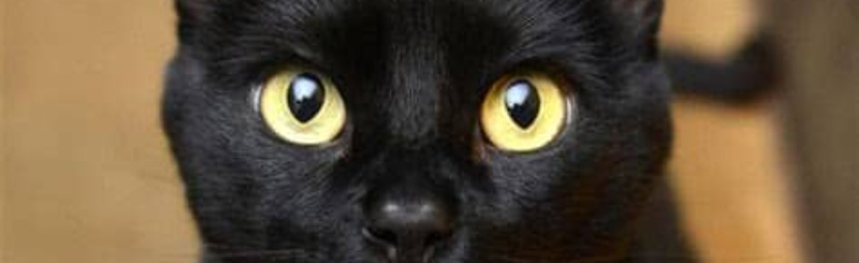 Angel uwu Discord Server Banner