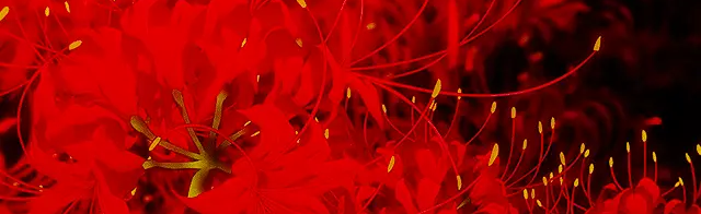 Mercy - Revamp Discord Server Banner