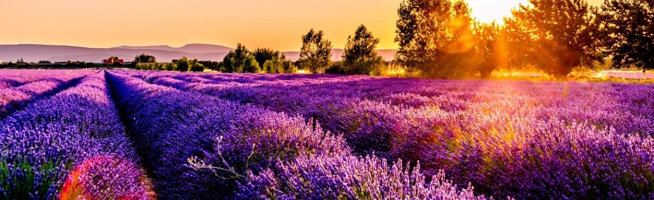 Blooming Fandoms (18+) Discord Server Banner