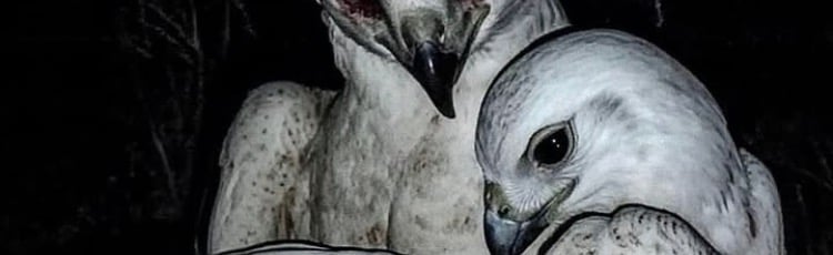 Hanzal’s Basement Discord Server Banner