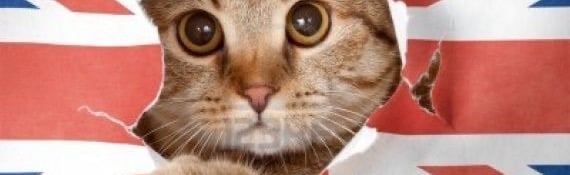 Dilly Dallying Discord Server Banner