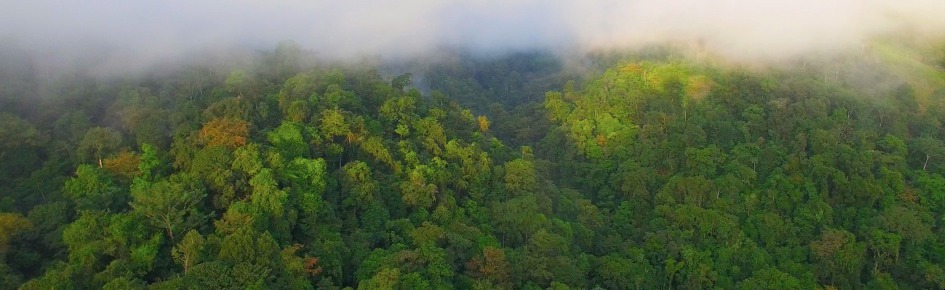 The Forest Discord Server Banner