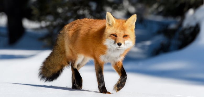 The Fox Server Discord Server Banner