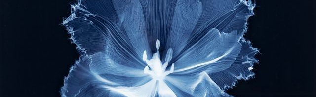 Kat's Hub Discord Server Banner